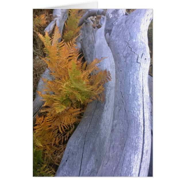 Caída de Brackens Forestales (Frente)