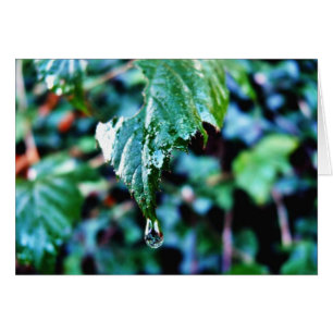 Caída De Lluvia