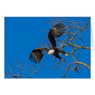 Caída del águila calva