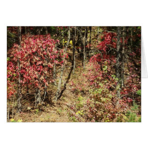 Caída en el Smokies