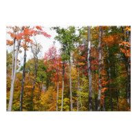 Caída en la colorida fotografía de otoño en el bos