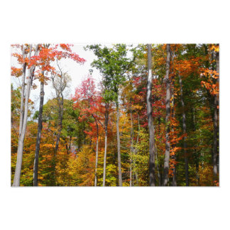 Caída en la colorida fotografía de otoño en el bos