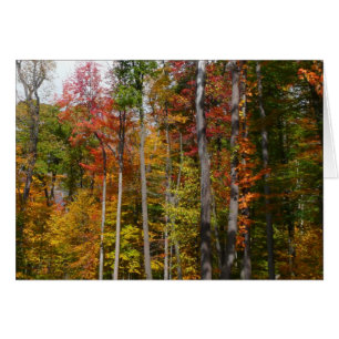 Caída en la colorida fotografía de otoño en el bos