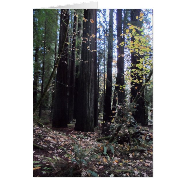 Caída en las secuoyas (Frente)