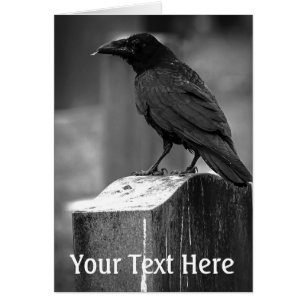 Caída Encontró Una Pluma