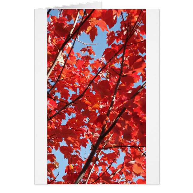 Caída Roja (Frente)