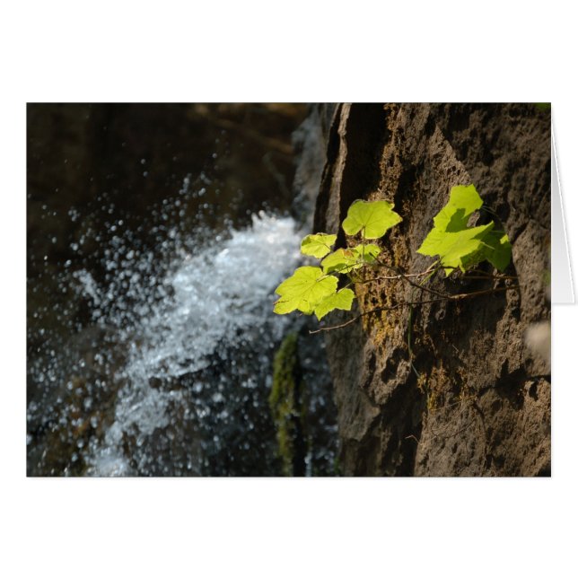 Caídas del agua (Anverso (Horizontal))