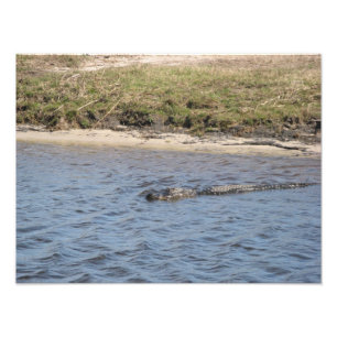 Caimán Americano Nadando en el Río Fotografía de V