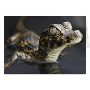 Caimán joven en agua con la reflexión