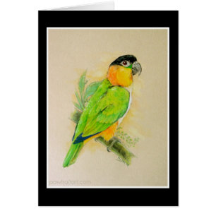 Caique de cabeza negra