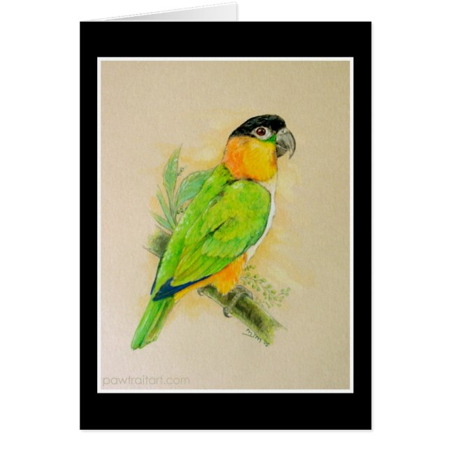 Caique de cabeza negra (Frente)