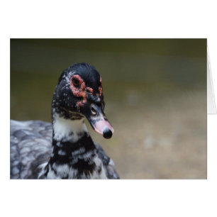 Cairina moschata domestica