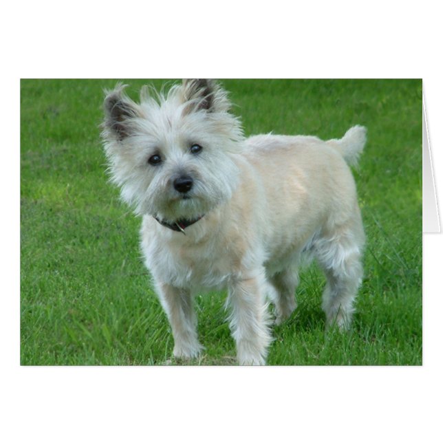 Cairn Terrier (Anverso (Horizontal))