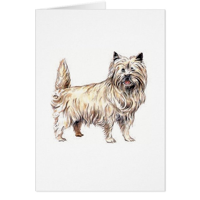 Cairn Terrier (Frente)