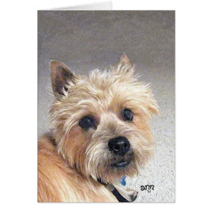 Cairn Terrier Oro