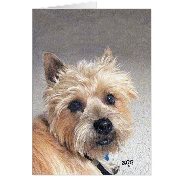 Cairn Terrier Oro (Frente)