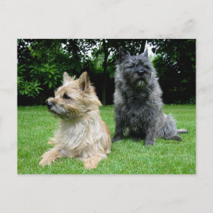 Cairn Terrier Perro en blanco, tarjeta postal de f