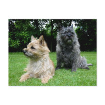 Cairn Terrier Perro en blanco, tarjeta postal de f