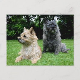 Cairn Terrier Perro en blanco, tarjeta postal de f