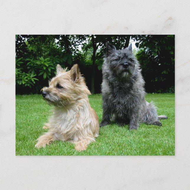 Cairn Terrier Perro en blanco, tarjeta postal de f (Anverso)