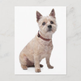 Cairn Terrier Perro en blanco, tarjeta postal de f