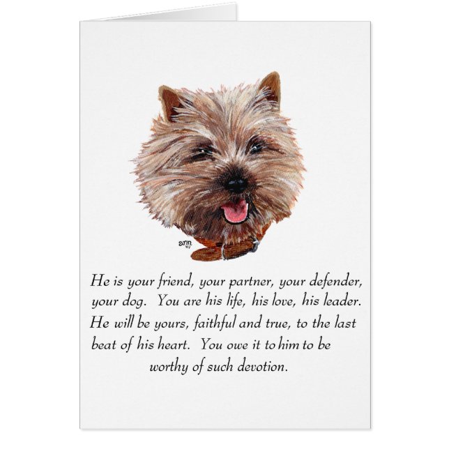 Cairn Terrier Recuerdo - Macho (Frente)