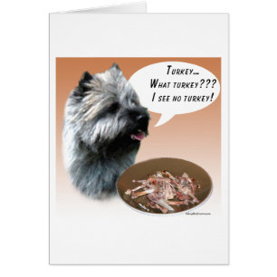 Cairn Terrier Turkey
