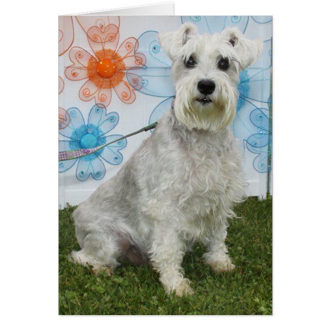 Caitlin - Schnauzer (Frente)