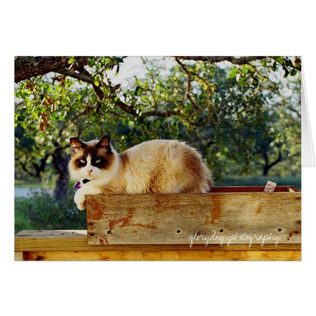 caja de flores de bentley, glorydaysphotografía (Anverso (Horizontal))