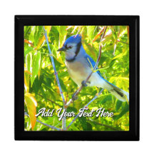 Aves de Jay azules del norte Personalizado Imagen 