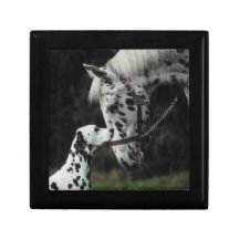 Dalmatian y su caballo