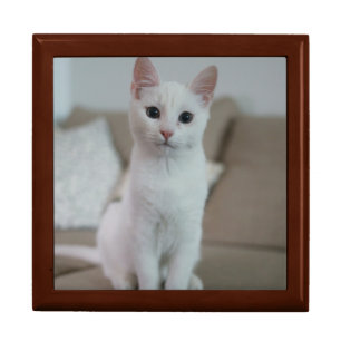 Caja De Regalo Gato blanco