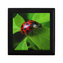 Lady Bug