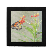 Mariposa monarca y oruga