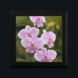 Caja De Regalo Phalaenopsis Schilleriana<br><div class="desc">Esta imagen muestra el schilleriana del Phalaenopsis, una especie floreciente del último invierno delicioso del Luzón y las islas circundantes en las Filipinas. Esta orquídea presta su coloración rica, forma clásica, y floriferousness extremo a sus numerosos progenie híbrida. Como epiphyte, crece a menudo muy alta en las copas. Una sola...</div>