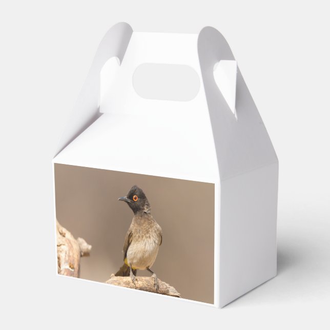 Caja Para Regalos Bulbul rojo africano (Reverso)