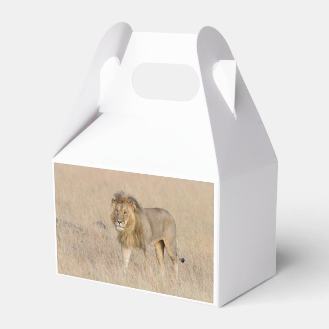 Caja Para Regalos Caminata de leones (Reverso)