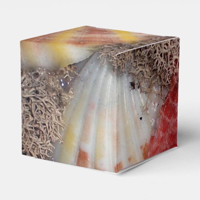 Caja Para Regalos Concha (Reverso Costado)
