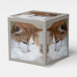 Caja Para Regalos (Fancy felino) Contemplación gitana: foto de gato