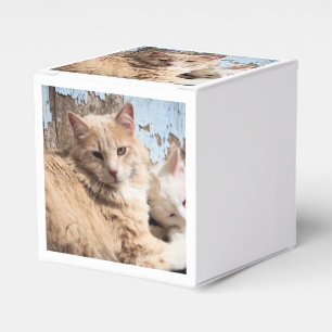 Caja Para Regalos Gatos
