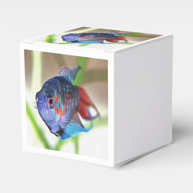 Caja Para Regalos Macropodus Opercularis Aquarium Fish (Costado Anverso)