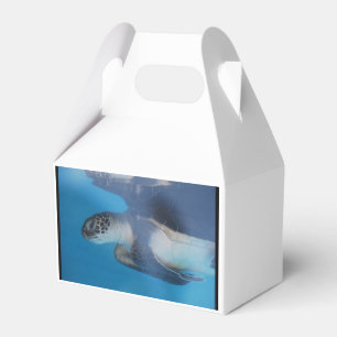 Caja Para Regalos Tortuga de mar