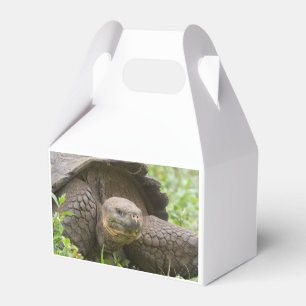 Caja Para Regalos Tortuga gigante