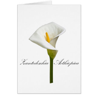 Cala Lily