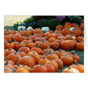 Calabazas y crisantemos Fotografía de la cosecha d