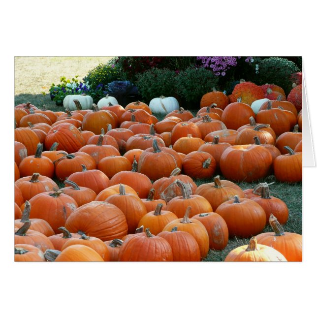 Calabazas y Mamáes Fotografía de la cosecha de oto (Anverso (Horizontal))