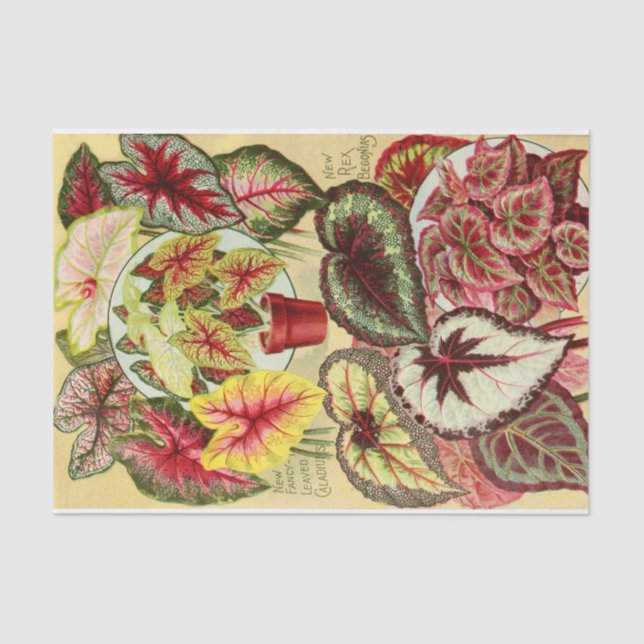 Caladios antiguos y papel de tejidos de Begonia Re (Anverso)