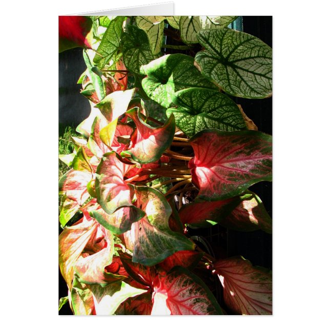 CALADIUM (Frente)