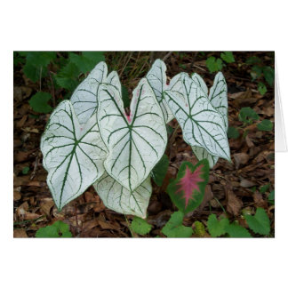 Caladium blanco