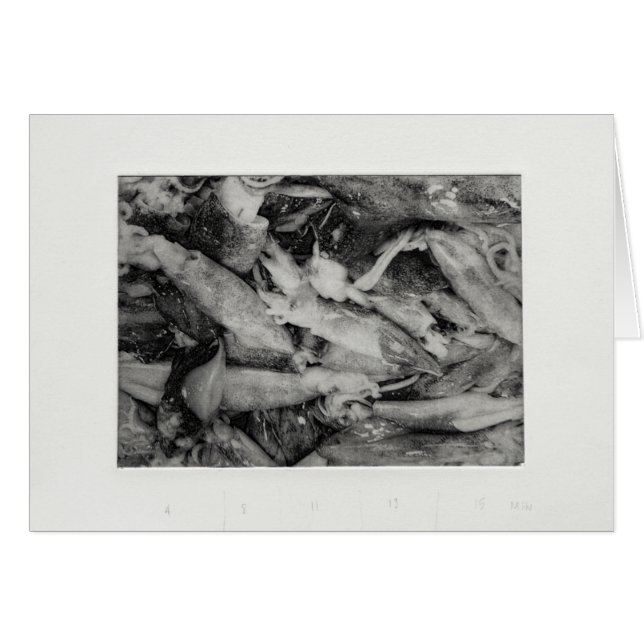 Calamar (Anverso (Horizontal))